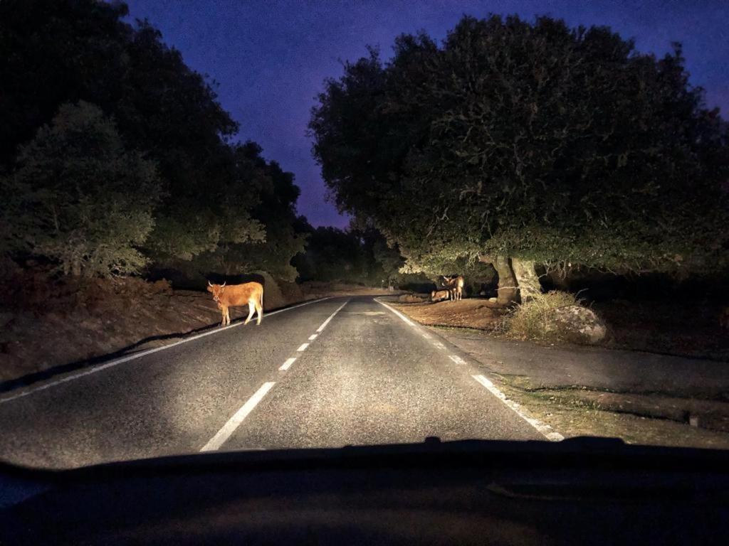 Orgosolo B&B Sardegna エクステリア 写真